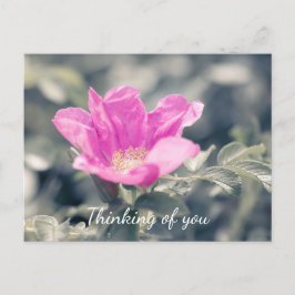 Rosa Rosa Rugosa tänker på dig Vykort