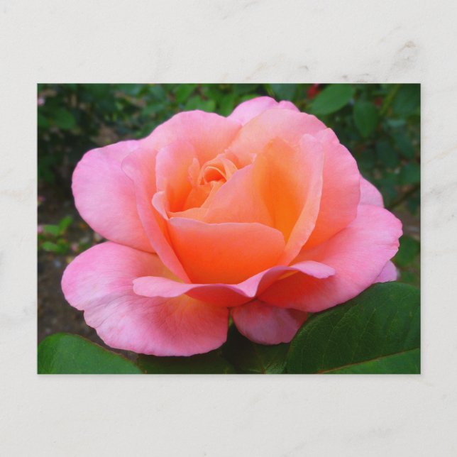 Rosa Rosa Vykort (Framsida)