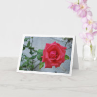 Rosa rosblomma mot vit vägg