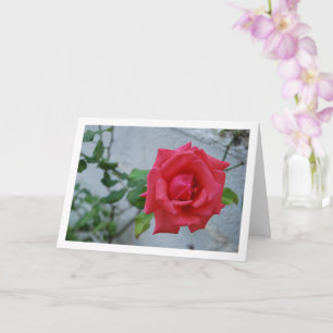 Rosa rosblomma mot vit vägg kort