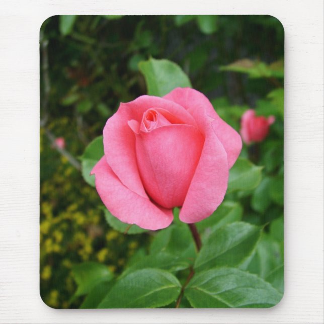rosa rosblomma musmatta (Framsidan)