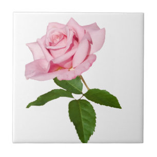 Rosa rosblomman med dagg tappar anpassade kakelplatta