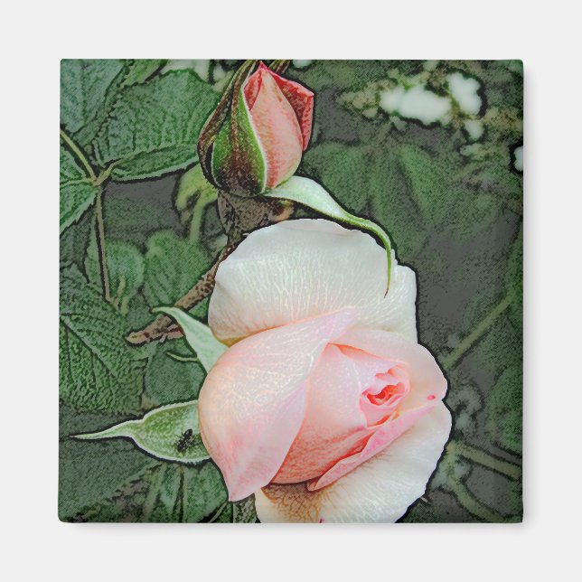 rosa rosblommor magnet (Framsidan)