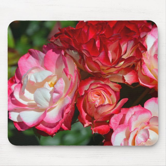 Rosa rosblommor musmatta (Framsidan)