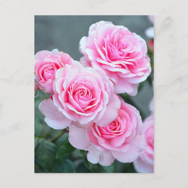 Rosa rosblommor vykort (Framsida)