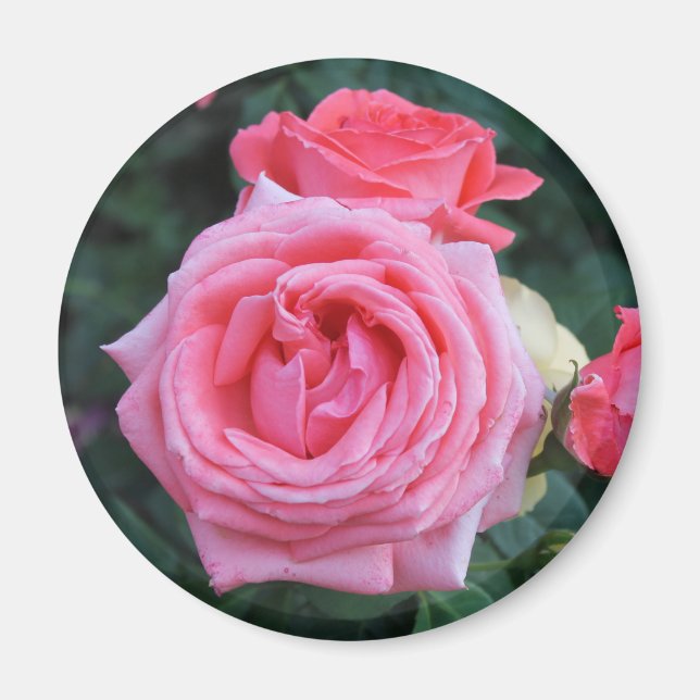 Rosa rosbuketter magnet (Framsidan)