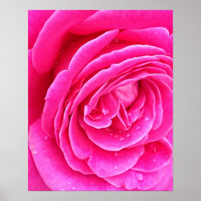 Rosa rosdroppar poster (Framsidan)