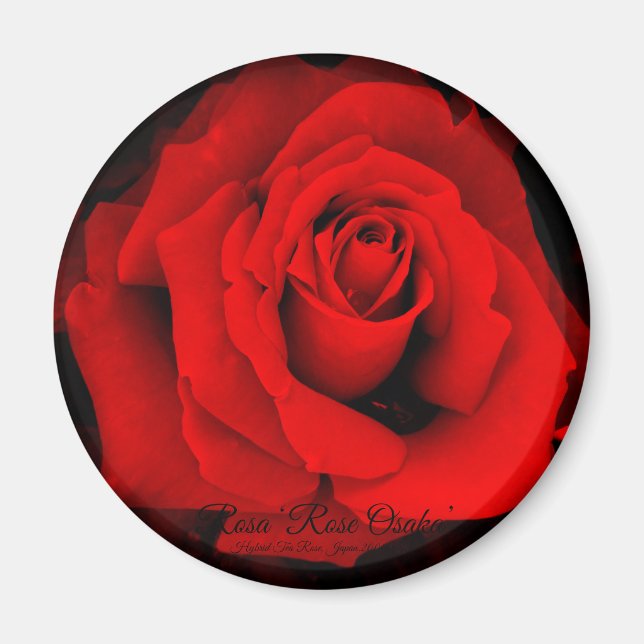 Rosa 'Rose Osaka': Rund magnet (Framsidan)