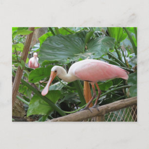Rosa Roseate Spoonbill Bird Vykort