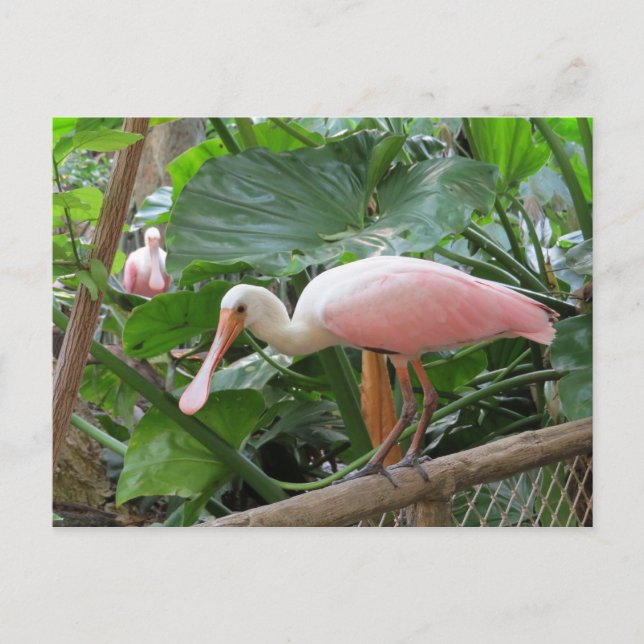 Rosa Roseate Spoonbill Bird Vykort (Framsida)