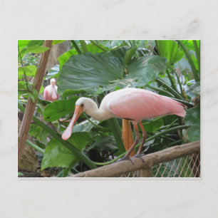 Rosa Roseate Spoonbill Bird Vykort