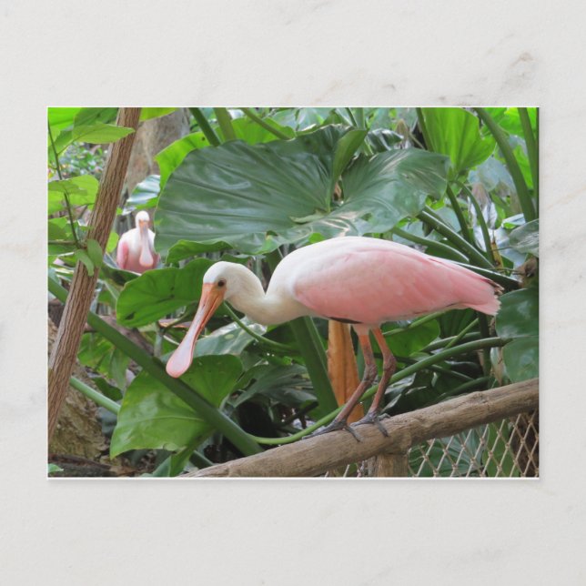 Rosa Roseate Spoonbill Bird Vykort (Framsida)