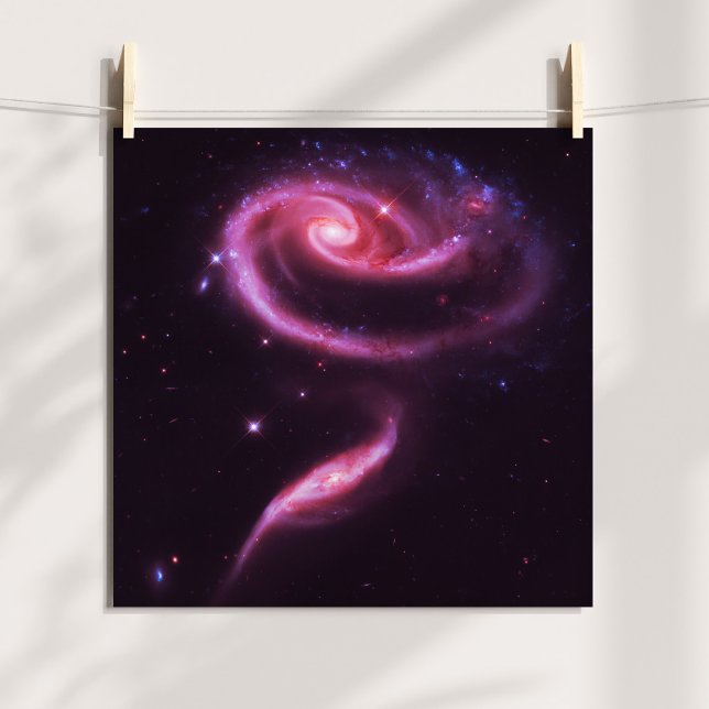 Rosa rosengalaxer poster (Pink Rose Galaxies Poster)