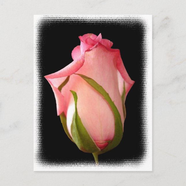 Rosa Rosenknopp med Finare Gräns Vykort (Framsida)