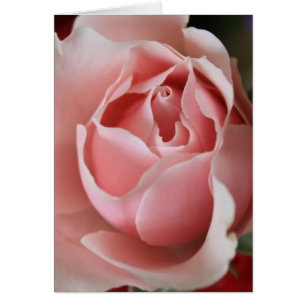 Rosa Rosenknopp OBS Kort