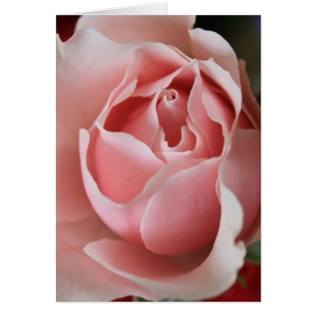 Rosa Rosenknopp OBS Kort (Framsidan)