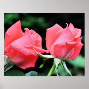 Rosa Rosenknopp Pair Poster