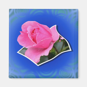 Rosa Rosenknopp, popup-Blommigt, magnet