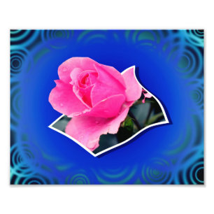 Rosa Rosenknopp utanför gränserna artikel 8x10 Fototryck