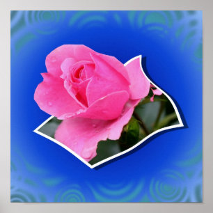 Rosa Rosenknopp utanför gränserna Poster