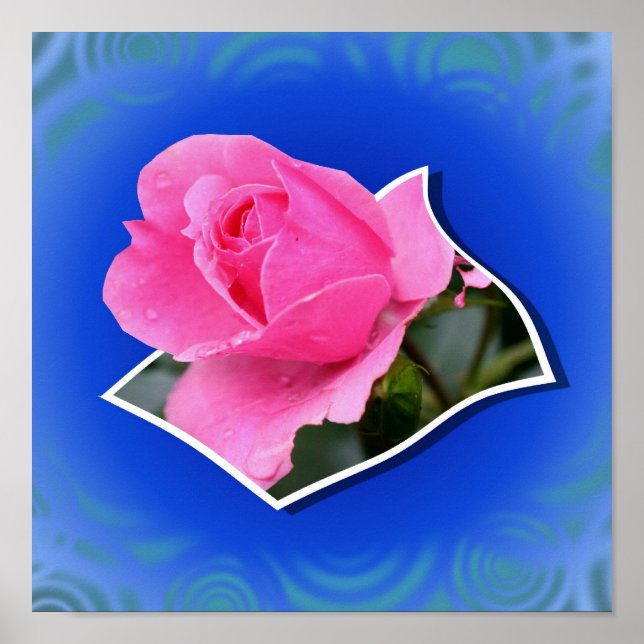 Rosa Rosenknopp utanför gränserna Poster (Framsidan)