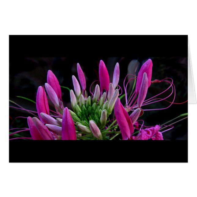 Rosa Rosett band OBS Kort (Framsidan Horizontal)