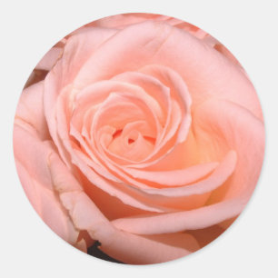 Rosa rosklistermärke runt klistermärke