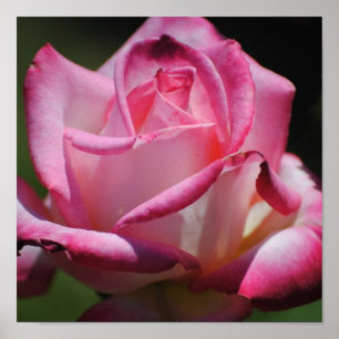 Rosa rosKordes Perfecta tryck