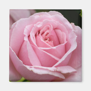 Rosa rosmagnet magnet