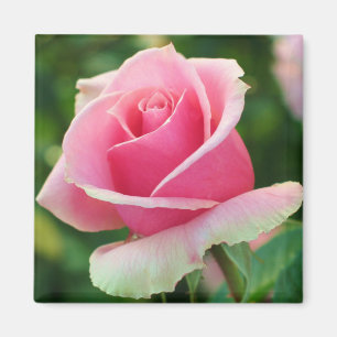 Rosa rosmagnet magnet