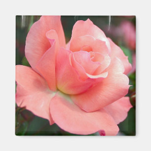Rosa rosmagnet magnet