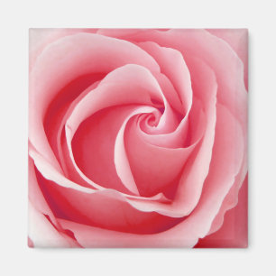 Rosa rosmagneten - kvadrera magnet