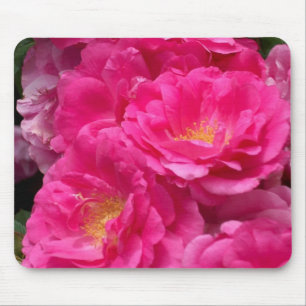 Rosa rosmusen vadderar musmatta