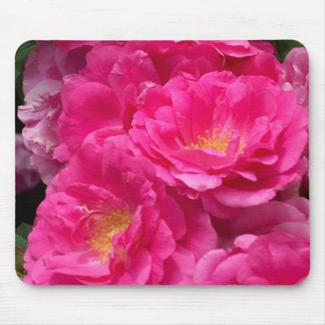 Rosa rosmusen vadderar musmatta (Framsidan)