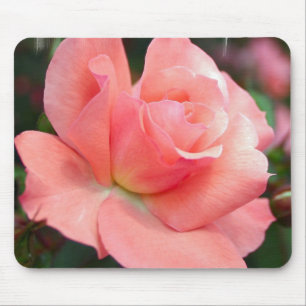 Rosa rosmusen vadderar musmatta