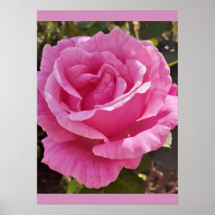 Rosa rosor blomma trädgård parfym förtjusning poster