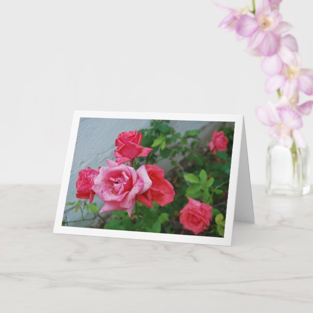 Rosa rosor Blommig porträtt Kort (Orkide)