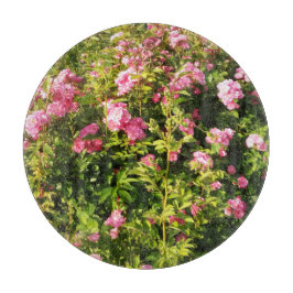 Rosa rosor i blom