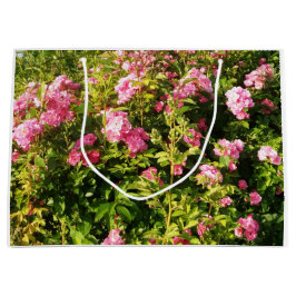 Rosa rosor i blom