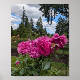 Rosa rosor i Portland Rose Garden Poster