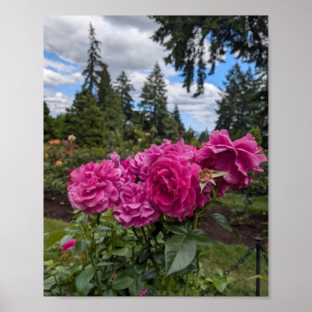 Rosa rosor i Portland Rose Garden Poster (Framsidan)
