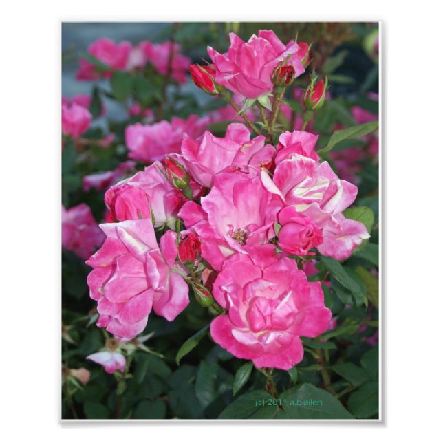 Rosa rosor jag fototryck (Framsidan)