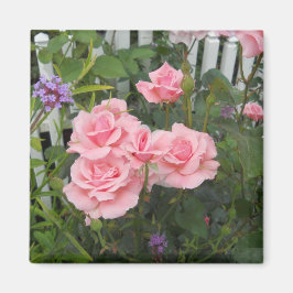 Rosa Rosor Magnet