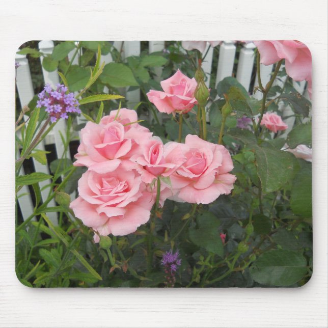 Rosa rosor  musmatta (Framsidan)
