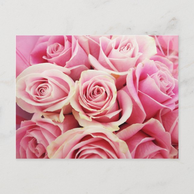 Rosa rosor Rosbukett Rosig Rosa blommor Buske Vykort (Framsida)
