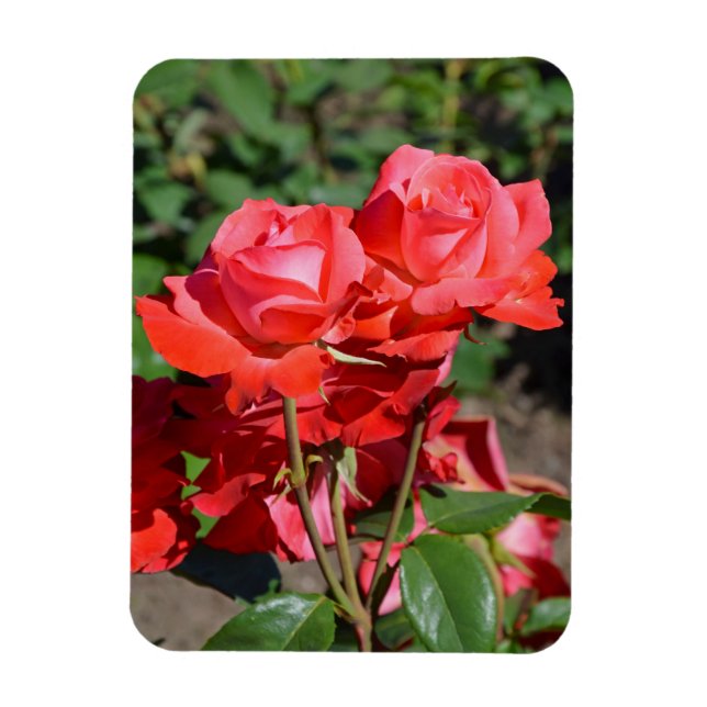 Rosa rosor tryck magnet (Vertikal)