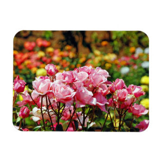 Rosa rosor tryckt magnet
