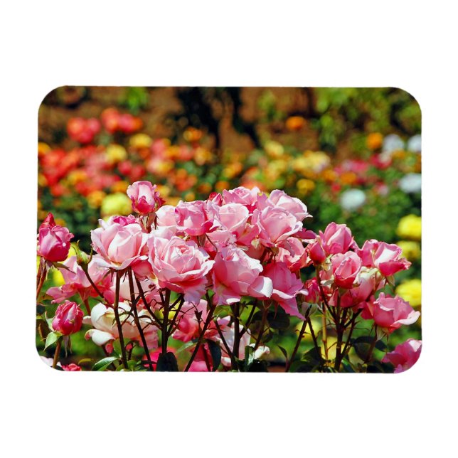 Rosa rosor tryckt magnet (Horisontell)
