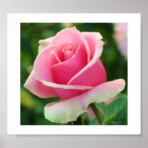 Rosa rostryck poster
