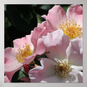 Rosa rostryck poster